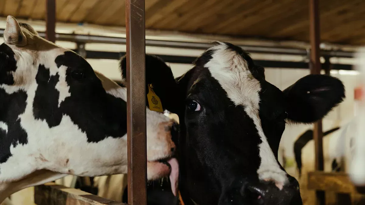 ¿Cuáles son las tres etapas de la producción de leche?